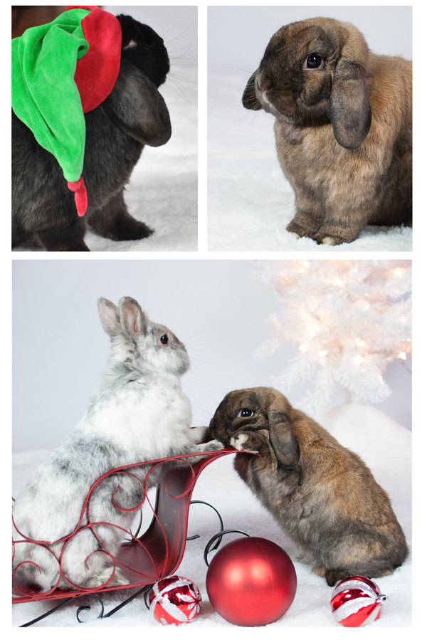 Christmas Bunnies Michelle Lala Clark Photography