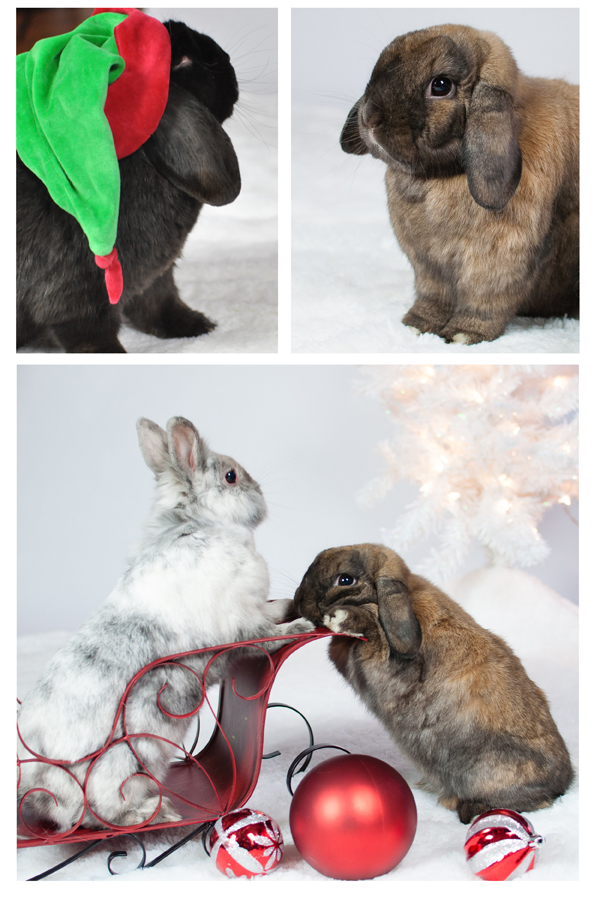 Christmas snow bunnies